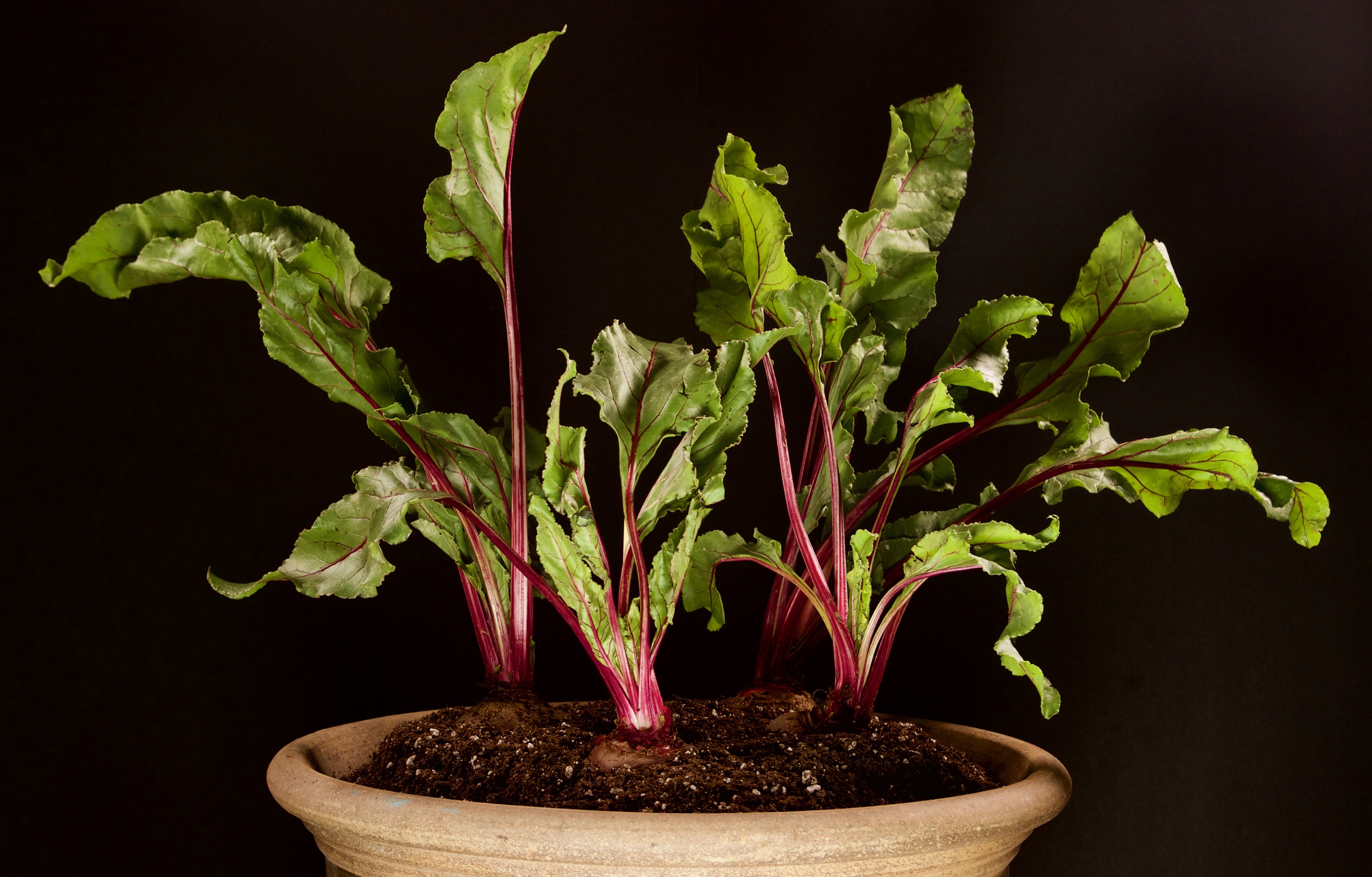 Sautéed Beet Green Salad